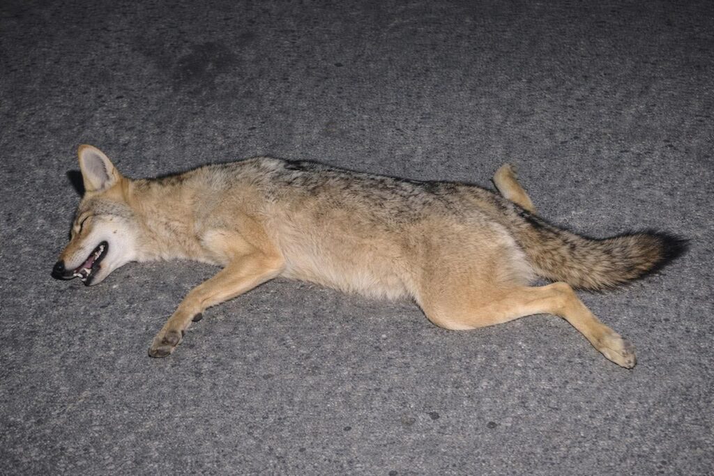 FB_IMG_1771387493270