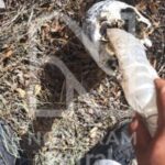 Reportan hallazgo de restos humanos en la carretera Parral–Guadalupe y Calvo