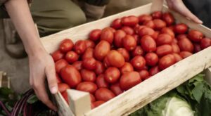 principal_tomate