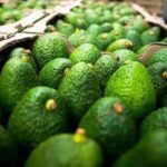 Exportó México el 40% del comercio mundial de aguacate