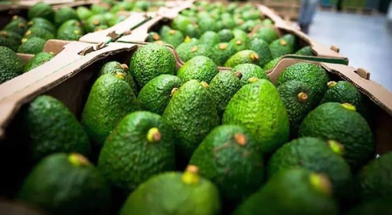 principal_aguacate