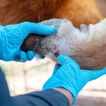 Triplican casos activos de gusano barrenador en 5 meses