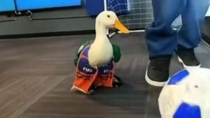 principal_pato