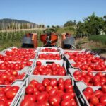 Proyecta EU caída de producción de tomate mexicano este año