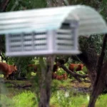 Blindaje fronterizo: Chihuahua despliega moscas estériles contra el gusano barrenador rumbo a la reapertura ganadera