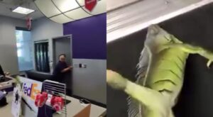 principal_iguana (1)