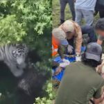 Capturaron a tigre de bengala que escapó de refugio en Edomex