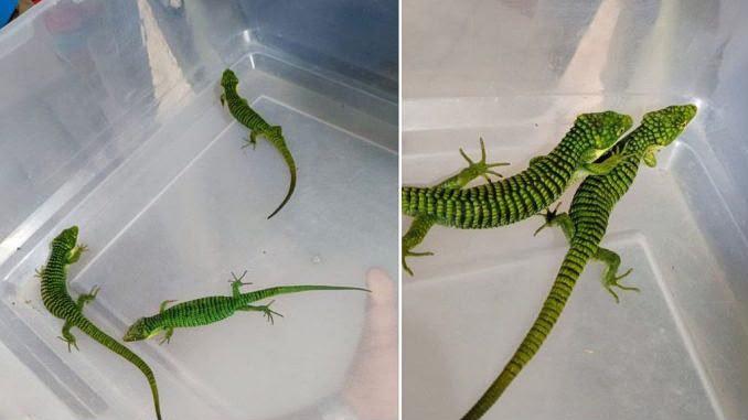 principal_en-sus-calcetines-intento-mexicano-meter-200-dragoncitos-a-japon