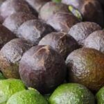 Reanuda EU actividades en Michoacán; volverá el aguacate