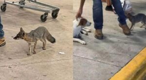 principal_cancun-alerta-sanitaria-zorra-gris-contacto-humanos-mascotas