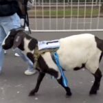 Llevan cabra al Monumental para despedir a Messi